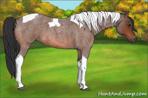 Horse Color:Bay Roan Tobiano 
