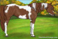 Horse Color:Gray Chestnut Tobiano Frame 