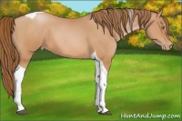 Horse Color:Bay Pearl Tobiano