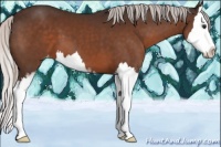 Horse Color:Silver Brown Sabino Splash Appaloosa 