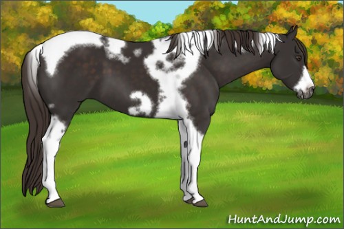 Horse Color:Liver Chestnut Tobiano Frame 