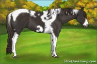 Horse Color:Liver Chestnut Tobiano Frame 