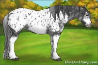 Horse Color:White Spotted Blue Roan Splash Frame Appaloosa 