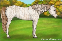 Horse Color:Red Dun Appaloosa and Red Dun Appaloosa Rabicano