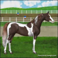 Horse Color:Liver Chestnut Splash Tobiano 