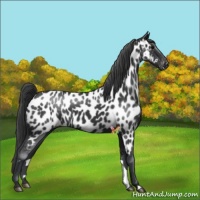 Horse Color:Black Appaloosa