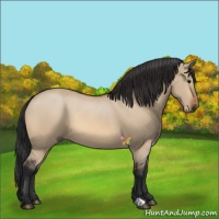 Horse Color:Bay Dun