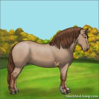 Horse Color:Red Dun 