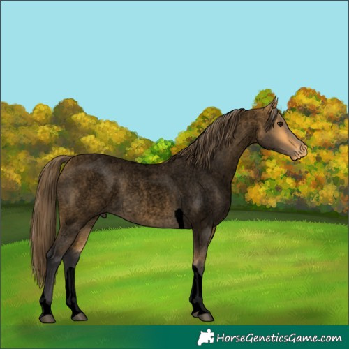 Horse Color:Void Buckskin Roan Tobiano Appaloosa 
