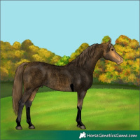 Horse Color:Void Buckskin Roan Tobiano Appaloosa 