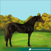 Horse Color:Void Buckskin Roan Tobiano Appaloosa 