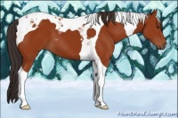 Horse Color:Brown Tobiano 