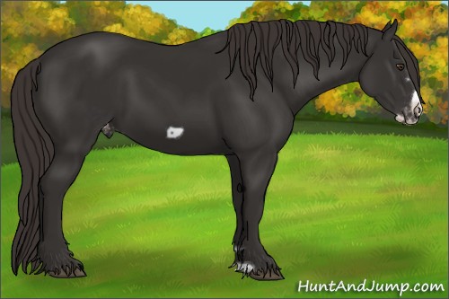 Horse Color:Liver Chestnut Frame Appaloosa 