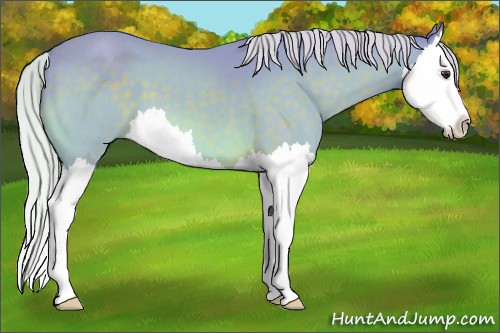 Horse Color:Watercolor Silver Brown Splash 