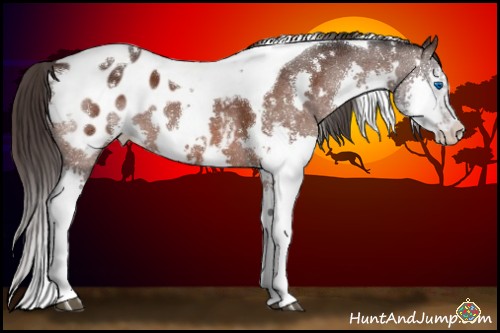 Horse Color:White Spotted Brown Splash Tobiano Blanket