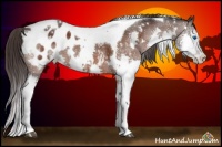 Horse Color:White Spotted Brown Splash Tobiano Appaloosa 