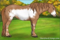 Horse Color:Chestnut Splash Frame and Chestnut Frame
