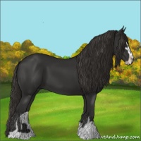 Horse Color:Liver Chestnut Sabino 