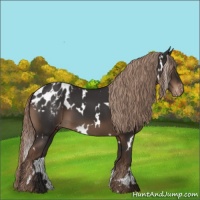 Horse Color:White Spotted Liver Chestnut Appaloosa 