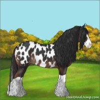 Horse Color:Liver Chestnut Splash Appaloosa 