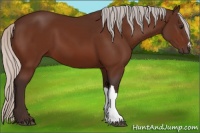 Horse Color:Silver Bay 