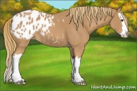 Horse Color:Red Roan Splash Appaloosa 