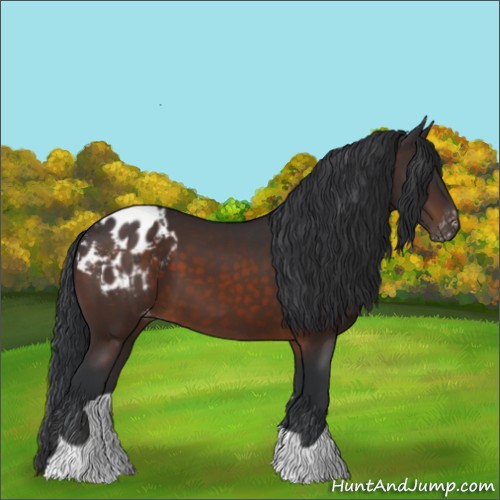 Horse Color:Brown Appaloosa 