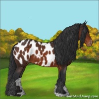Horse Color:Brown Appaloosa 