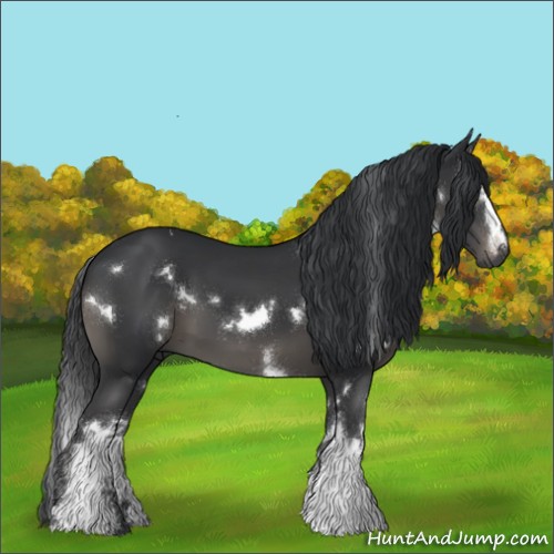 Horse Color:White Spotted Black 