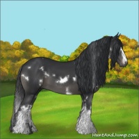 Horse Color:White Spotted Black 