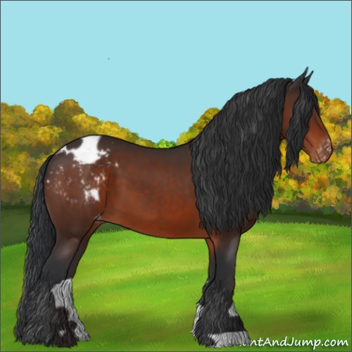 Horse Color:Brown Appaloosa 