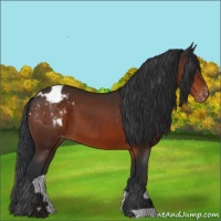 Horse Color:Brown Appaloosa 