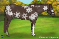 Horse Color:Liver Chestnut Ice