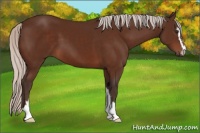 Horse Color:Silver Brown Sabino 