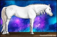 Horse Color:Chestnut Appaloosa 