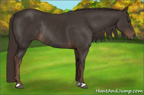 Horse Color:Liver Chestnut Rabicano 