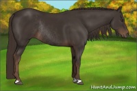 Horse Color:Liver Chestnut Rabicano 