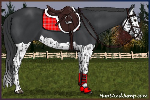 Horse Color:Black  and Black Splash 