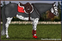 Horse Color:Black  and Black Splash 