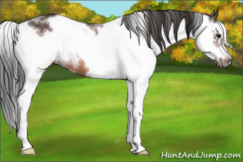 Horse Color:Bay Sabino Frame