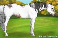 Horse Color:Bay Sabino Frame 