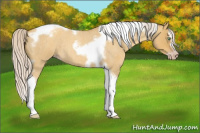 Horse Color:Gray Silver Amber Cream Champagne Roan Dun Splash Tobiano Frame Appaloosa Rabicano