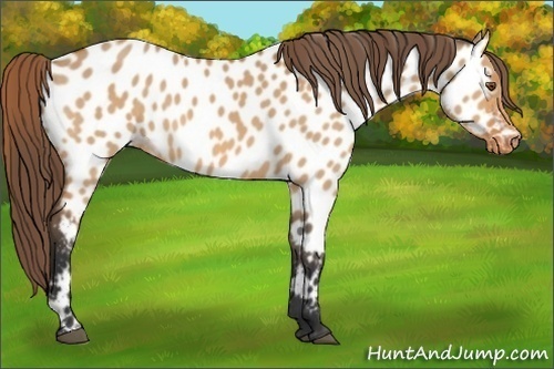 Horse Color:Bay Dun Appaloosa 