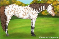 Horse Color:Bay Dun Appaloosa 