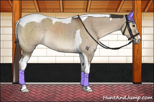 Horse Color:Liver Red Dun Sabino Tobiano