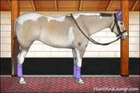 Horse Color:Liver Red Dun Sabino Tobiano