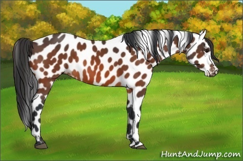 Horse Color:Bay Appaloosa