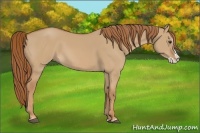 Horse Color:Red Dun Splash