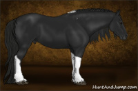 Horse Color:Gray Black Tobiano 