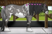 Horse Color:White Spotted Blue Roan Frame 